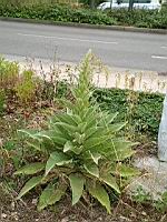 Molene Bouillon-Blanc (Verbascum thapsus) (Lyon Vaise, 2020-06) (3)